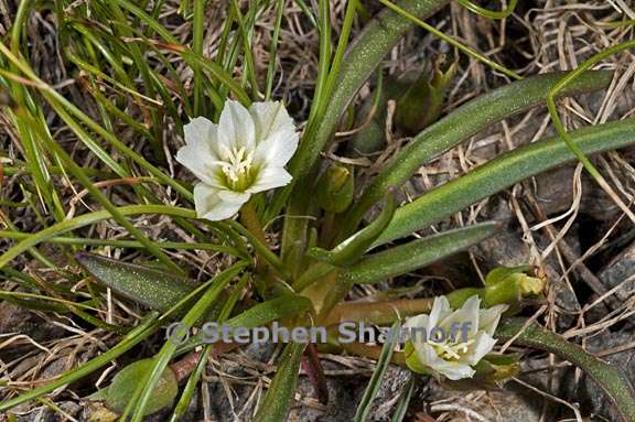 lewisia nevadensis 3 graphic